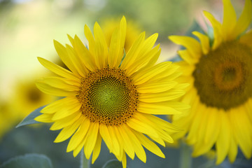 Obraz premium Girasole