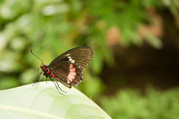 Tropical butterfly: Parides Iphidamas