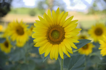 Sunflower