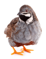 King quail isolated on white background