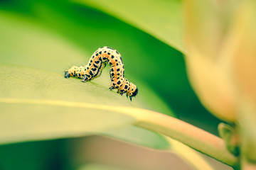 Ccaterpillar in the garden © Polarpx