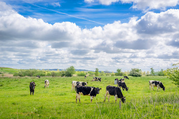 Holstein-Frieser cows on a field