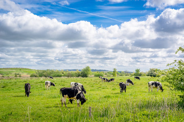 Cows grazing in the summertime