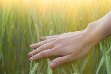 woman's hand touching green wheat ears