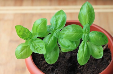Basil herb plant grown in pot kitchen homegrown fresh leaves ingredient