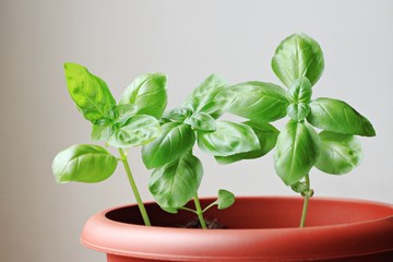 Basil herb plant grown in pot kitchen homegrown fresh leaves ingredient