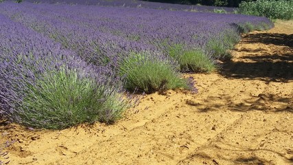 Champ de lavandin