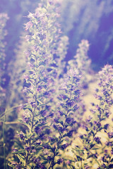 Sunrise at summer meadow with wildflowers.Special toned floral background in retro style