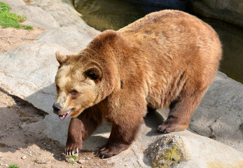 Brown Bear (Ursus arctos)
