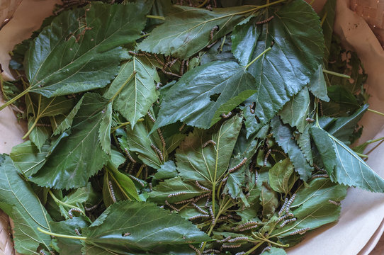 Group of Silkworm