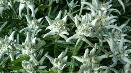 Leontopodium alpinum, Famous flower Edelweiss