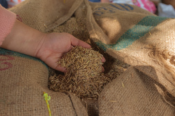 Organic Rice in Hand