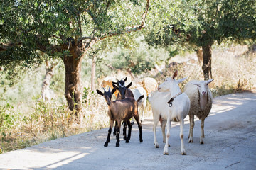 Obraz premium Goats and Sheep walking in mountain in Kalamata