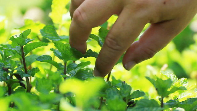 pick fresh kitchen mint leaves from the tree 
