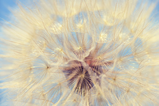 Dandelion vintage nature background closeup.Special toned photo in retro style