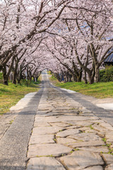 Fototapeta na wymiar 桜のアーチ＠佐賀県武雄市