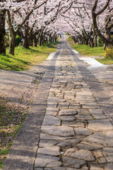 桜のアーチ＠佐賀県武雄市