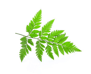 tree green leaves isolated on white background