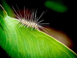 order Lepidoptera, hairy worm eating young green leaves on a tre