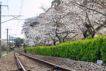桜と線路