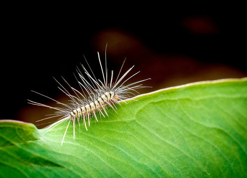 order Lepidoptera, hairy worm eating young green leaves on a tre