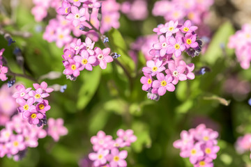Forget-Me-Not Pink Flowers In Spring Closeup
