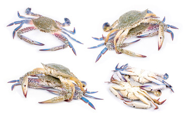 Blue crab