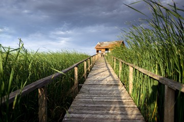 Fototapeta premium Wooden path trough the reed