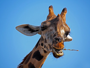 Head of giraffe (Giraffa camelopardalis) in a zoo