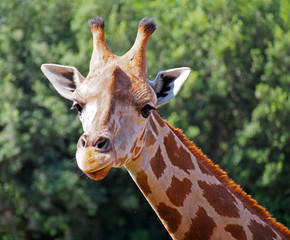 Naklejka premium Head of giraffe (Giraffa camelopardalis) in a zoo