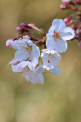桜の花
