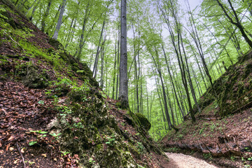 Ancient forest