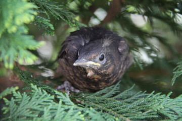 Naklejka na ściany i meble Nestling fledgling sitting in the bushes