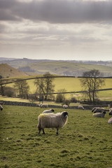 Sheep animals in farm landscape on sunny day in Peak District UK