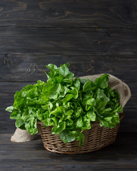 Fresh green organic lettuce in a basket on a wooden rustic background