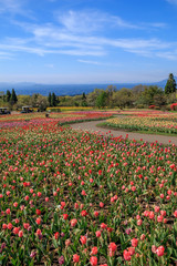 チューリップ畑