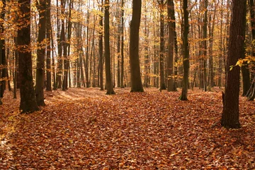Vlies Fototapete Herbst Golden Autumn in the woods