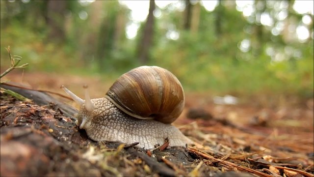 Snail in the forest