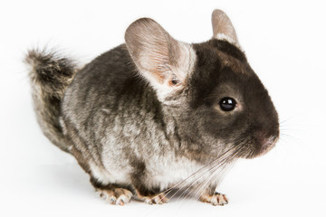 Silver Chinchilla