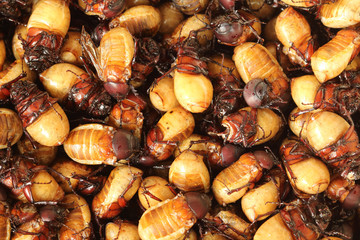 Fried insects