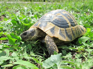 griechische landschildkröte beim fressen 