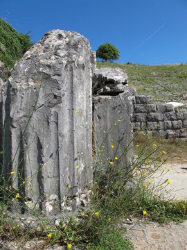 dodoni