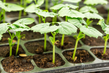 Bitter gourd seedling