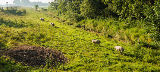 Fototapeta na wymiar Sheep in early morning light