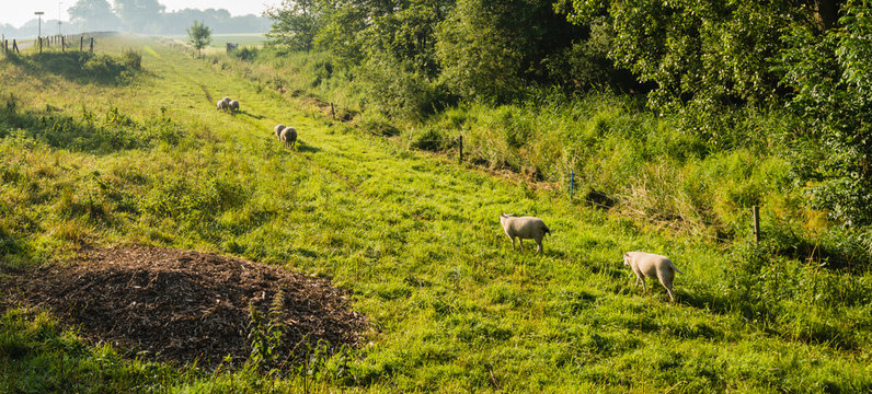 Sheep in early morning light