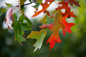 Fototapeta premium Autumn colors