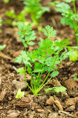 Coriander in back garden