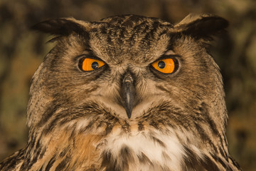 Obraz premium Eurasian Eagle-owl