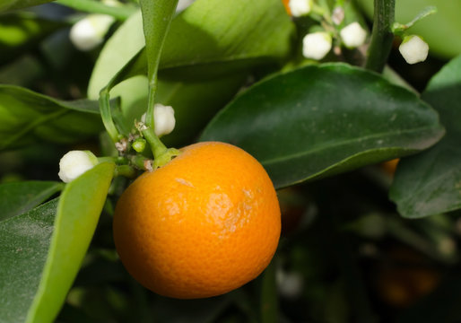 Zier-Orangenbäumchen citrus mitis