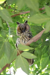 owl on green tree